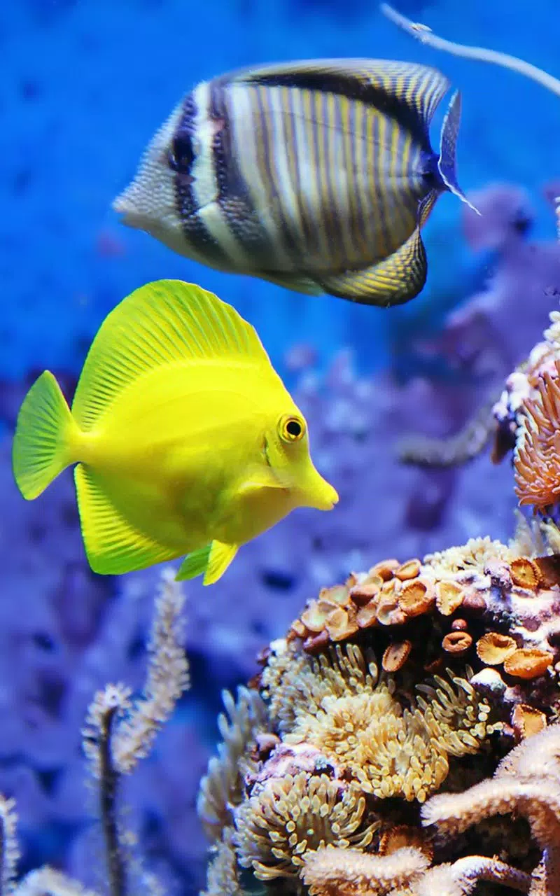 Aquarium Live Wallpaper APK for Android Download