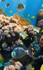 Aquarium Live Wallpaper APK download
