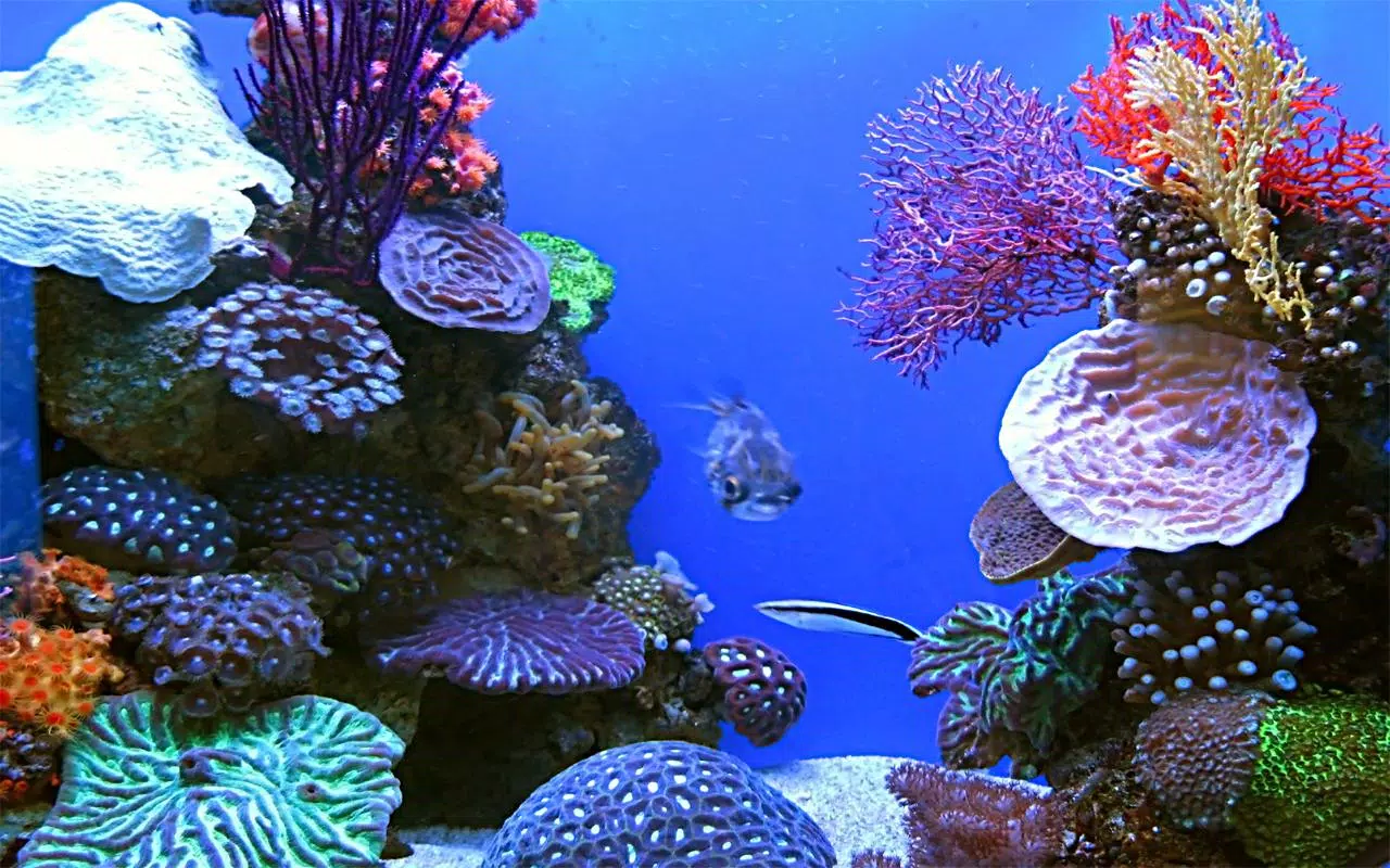 Android向けの水族館ライブ壁紙 Apkをダウンロードしましょう