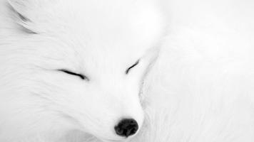 Arctic Fox Wallpaper تصوير الشاشة 3