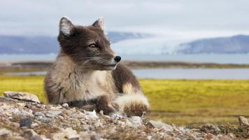 Arctic Fox Wallpaper ảnh chụp màn hình 1