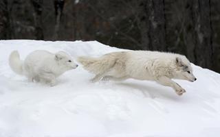 Arctic Fox Wallpaper ảnh chụp màn hình 2