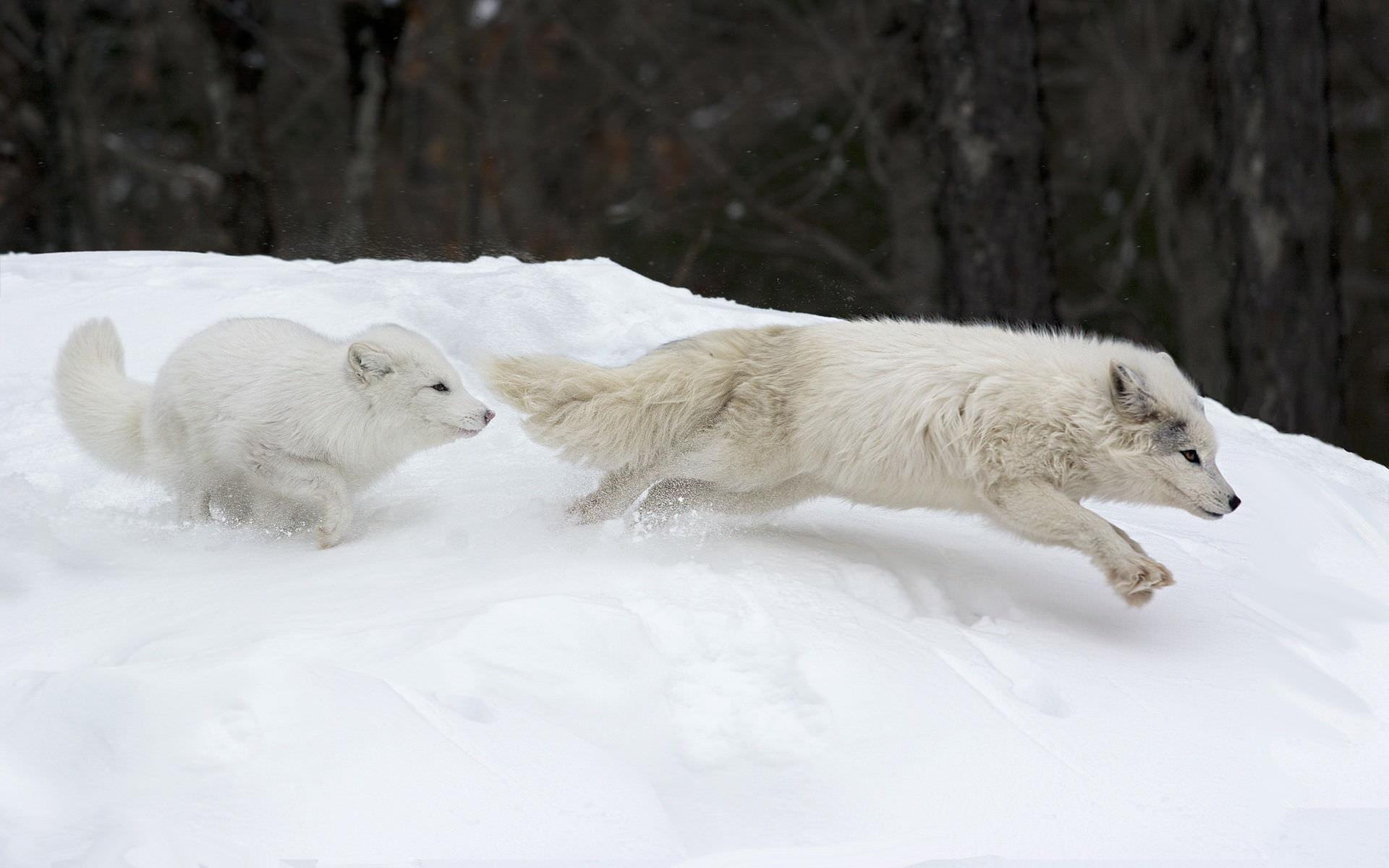 Arctic Fox Wallpaper for Android - APK Download