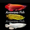 Collection de poissons Arowana