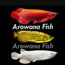 Arowana Fish Collection APK