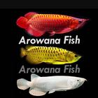 Collection de poissons Arowana icône