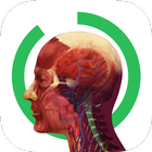 Arloon Anatomy-icoon
