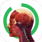Anatomy | جسم الإنسان أيقونة