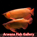 APK Galleria di pesci Arwana