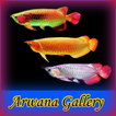 Galerie Arwana