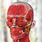 Human Anatomy: Female 3D icône