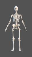 Human Anatomy: Female 3D poster