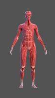 Human Anatomy: Female 3D capture d'écran 2