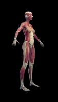 Human Anatomy: Female 3D capture d'écran 3