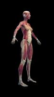 Inside Her: 3D Anatomy App 截圖 3
