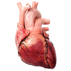 Human Heart Anatomy 3D icône