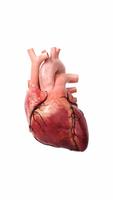 Human Heart Anatomy 3D Affiche