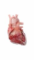 Human Heart Anatomy 3D capture d'écran 1
