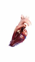 Human Heart Anatomy 3D screenshot 2