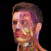 3D Male Body Guide: Anatomy aplikacja