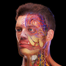 3D Male Body Guide: Anatomy APK