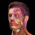 Human Anatomy: Male 3D иконка