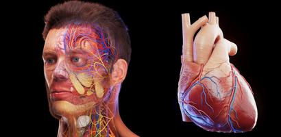 Human Anatomy: Male 3D постер