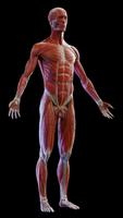 Human Anatomy: Male 3D screenshot 1