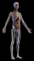 Human Anatomy: Male 3D screenshot 2