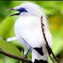 Bird Wallpaper HD APK