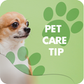 Pet World Care Tips