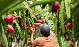 El cultivo de la fruta del dra captura de pantalla 1