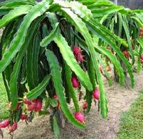 El cultivo de la fruta del dra captura de pantalla 2