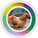 Poulet complet Culture JOPER APK