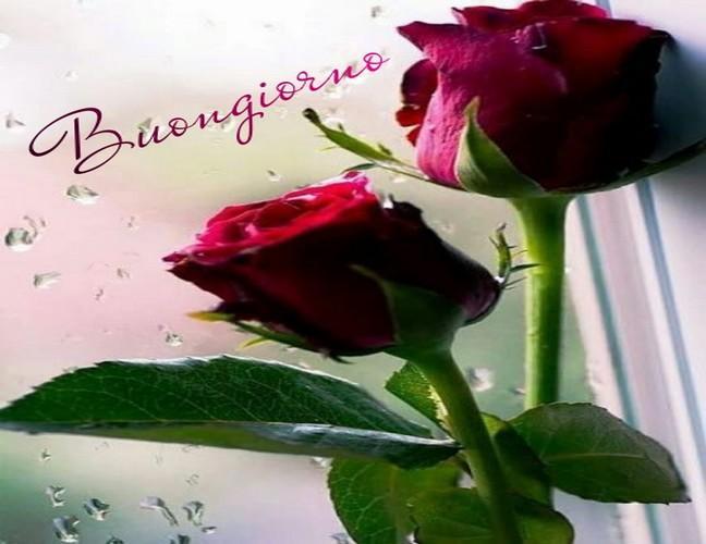 Buongiorno Con I Fiori E Di Rose For Android Apk Download