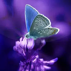 Butterflies Live Wallpaper Apk 2 15 For Android Download Butterflies Live Wallpaper Xapk Apk Bundle Latest Version From Apkfab Com