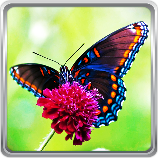 Butterfly Live Wallpaper