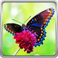 Butterfly Live Wallpaper