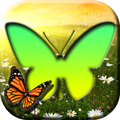Papillon Cadres Photo