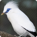 Bali Starling Bird Call Sounds Ringtone APK