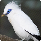 Bali Starling Bird Call Sounds Ringtone ไอคอน