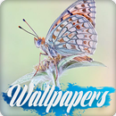 APK Butterfly Wallpaper Images HD