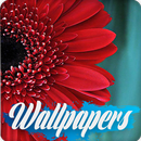 Daisy Wallpaper Images HD APK