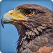Hawk Sounds Ringtone