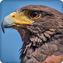 Hawk Sounds Ringtone APK