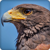 Hawk Sounds Ringtone ikona