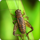 Insect Sounds Ringtone APK