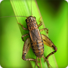 Insect Sounds Ringtone आइकन