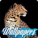 Leopard Wallpaper Images APK