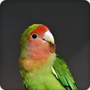 Lovebird Call Sounds Ringtone APK